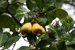 Anacardium occidentale